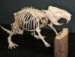 Skeletter og kranier: Hvilke dyr stammer de fra?