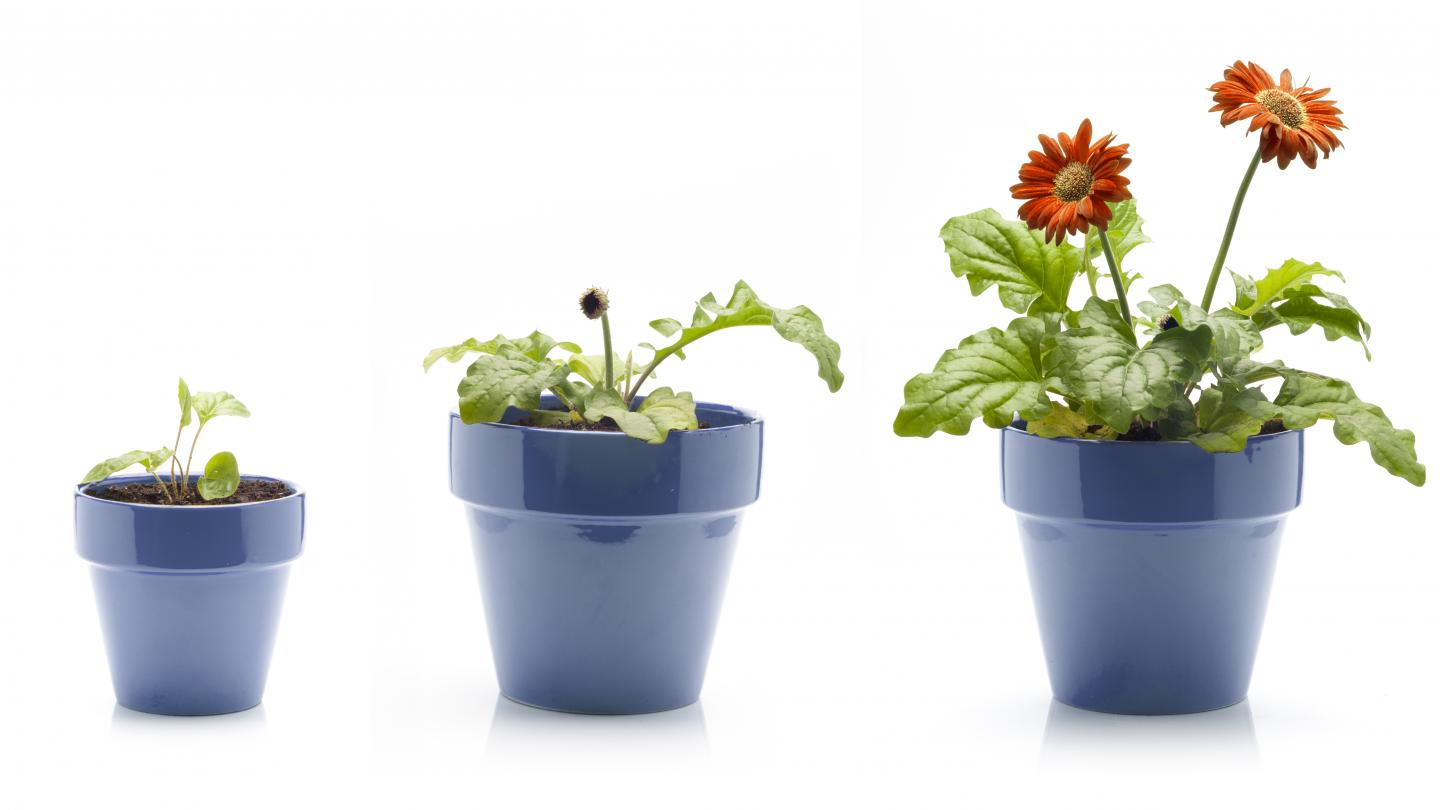 Test planters vækstbetingelser Det Danske Spejderkorps