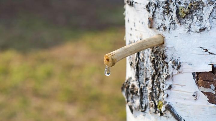 Guide: Sådan tapper du lækker birkesaft | Det Danske Spejderkorps