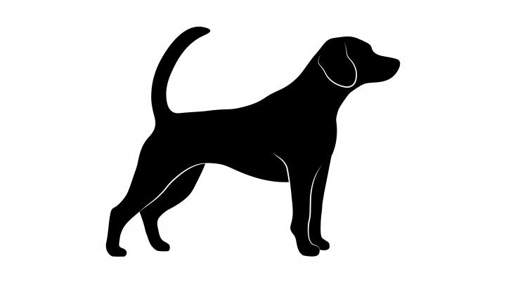 Sort hund