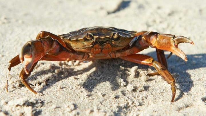 Fang strandkrabber om natten