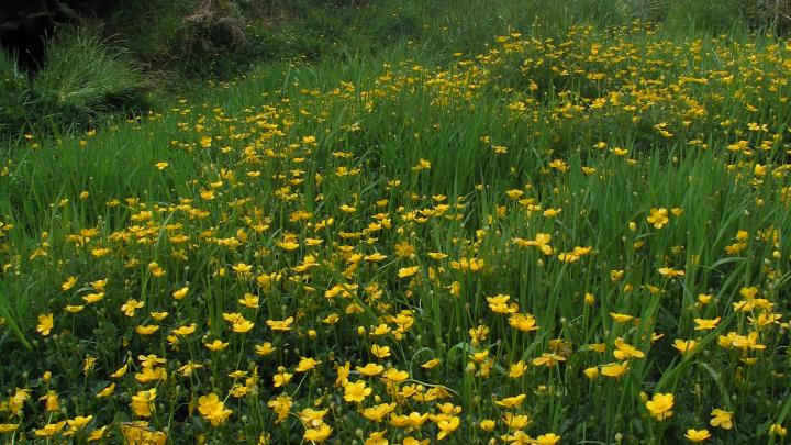 Udtræk farvestoffet fra blomster og blade