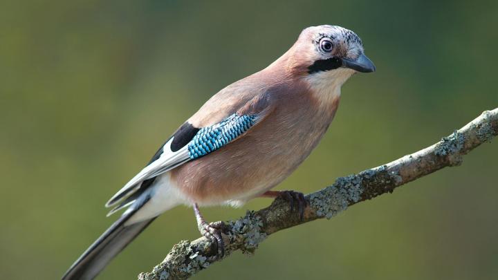 Dyr i skoven: Fuglestemmer