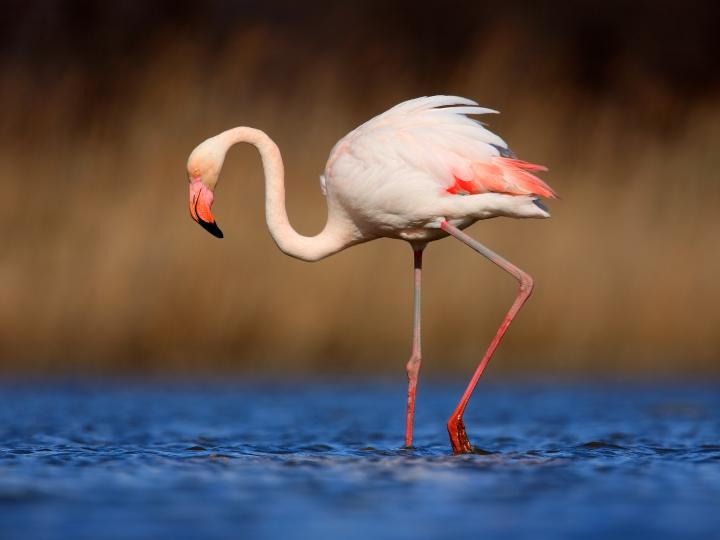 Flamingo