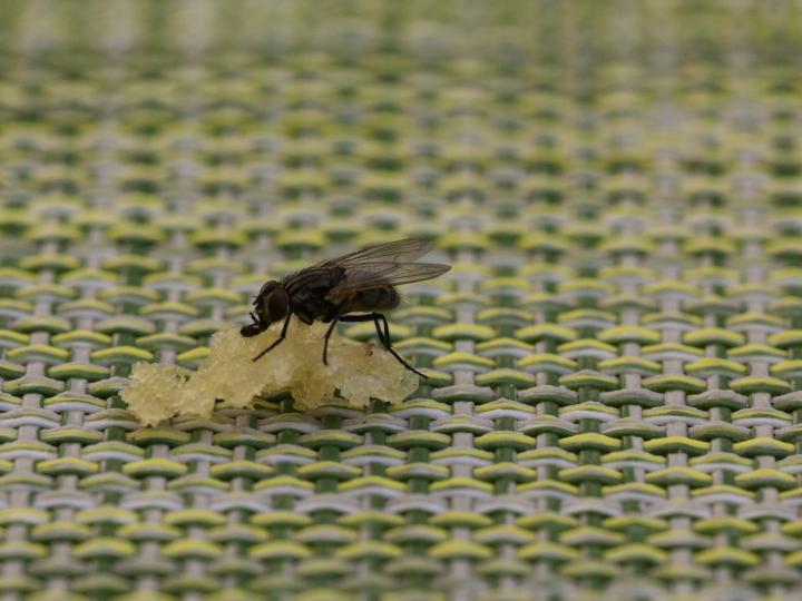 Flue på et stykke brød 