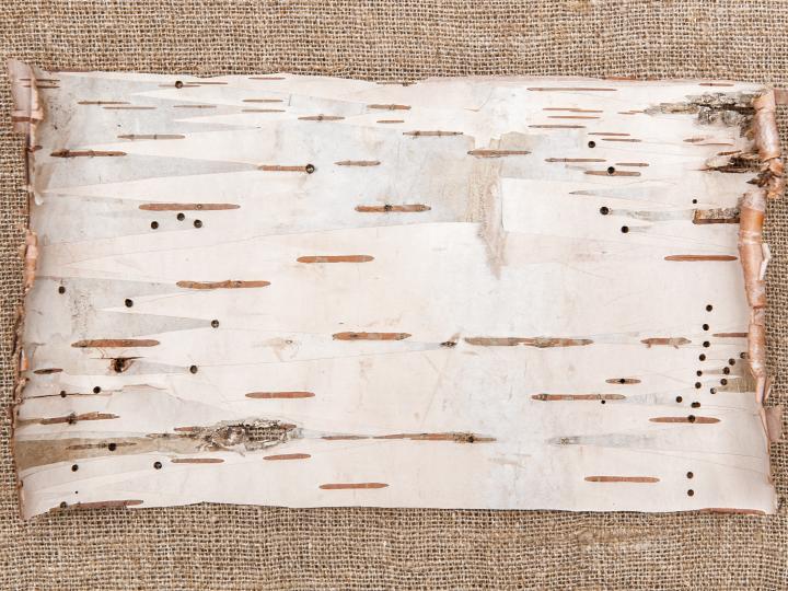 Birkebark