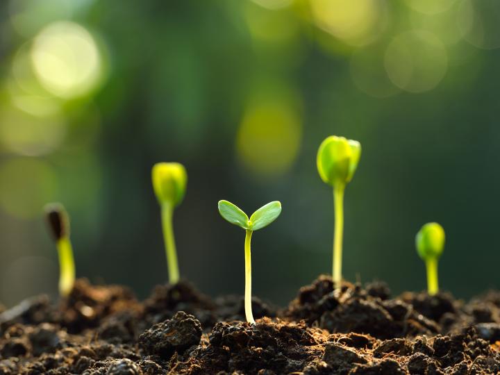 Frø der spirer op af jorden 