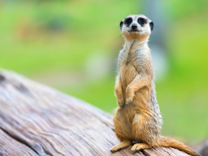 desmerdyret Rikki Tikki Tavi 