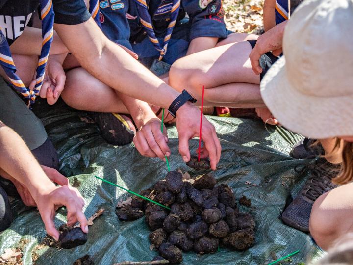 Spejdere der kigger på lort 