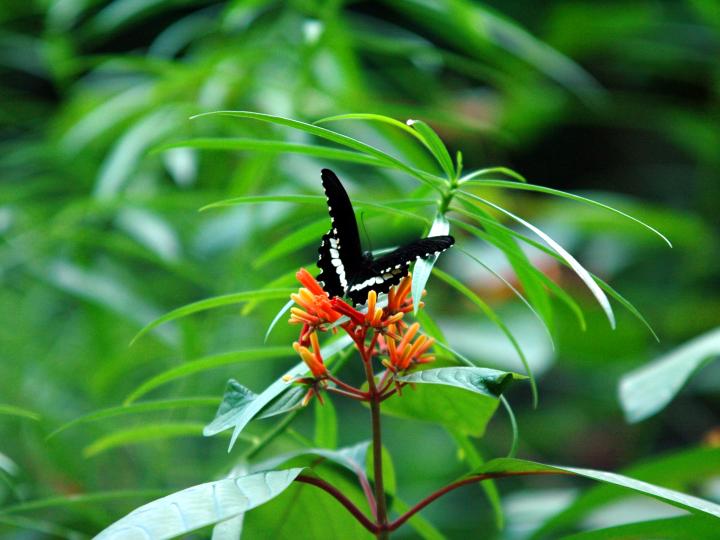 Iagttagelse af natsommerfugle