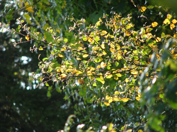 Spejdernes eget træ