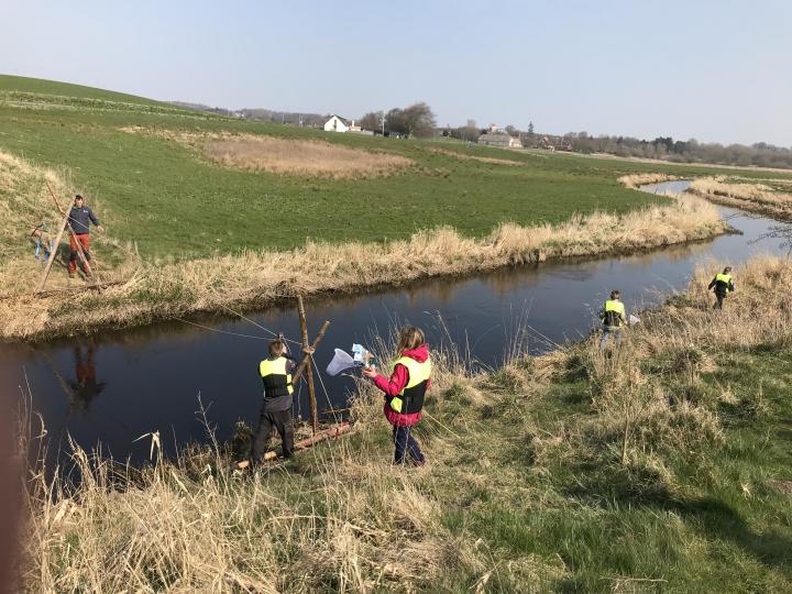 Å - Hvilke dyr og kryb findes der i åløb?