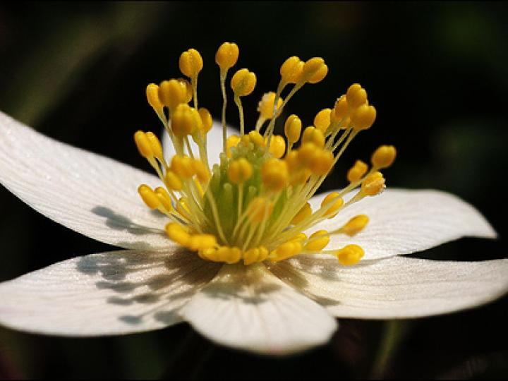 Blomsters vandtransport