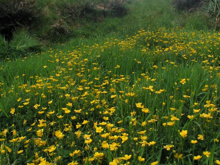 Udtræk farvestoffet fra blomster og blade
