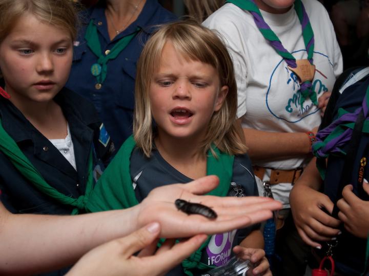 Dyrelivet i skoven: Hvor lever dyrene?