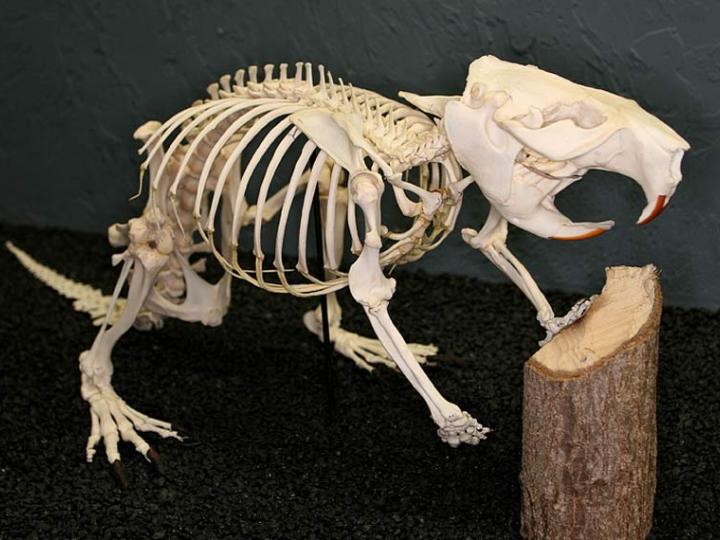 Skeletter og kranier: Hvilke dyr stammer de fra?