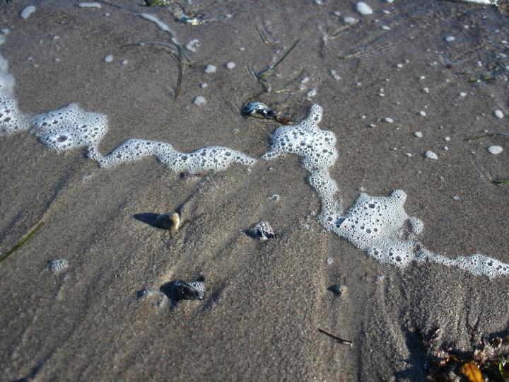 Tur til stranden: Hvad findes der på stranden og i saltvand