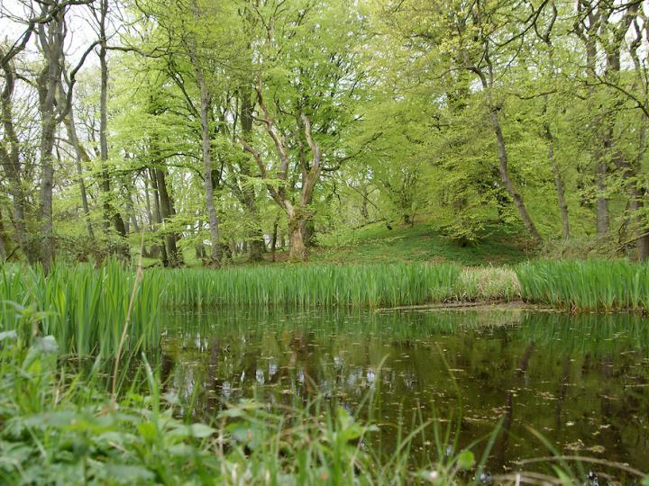 Hvad spiser skovens dyr: Billedlotteri
