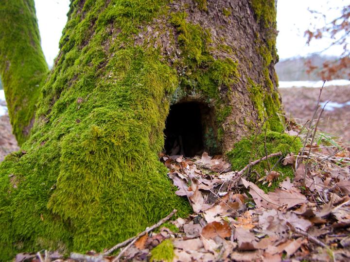 Naturdomino - Nordisk mytologi version