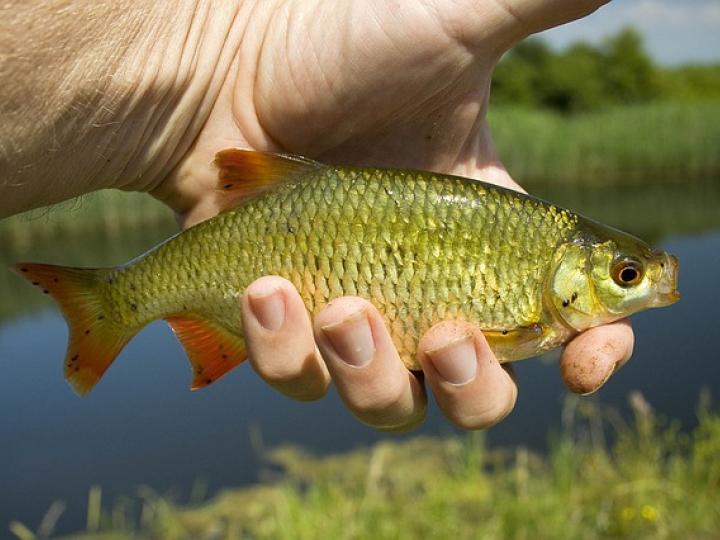 Sådan laver du en primitiv fiskestang