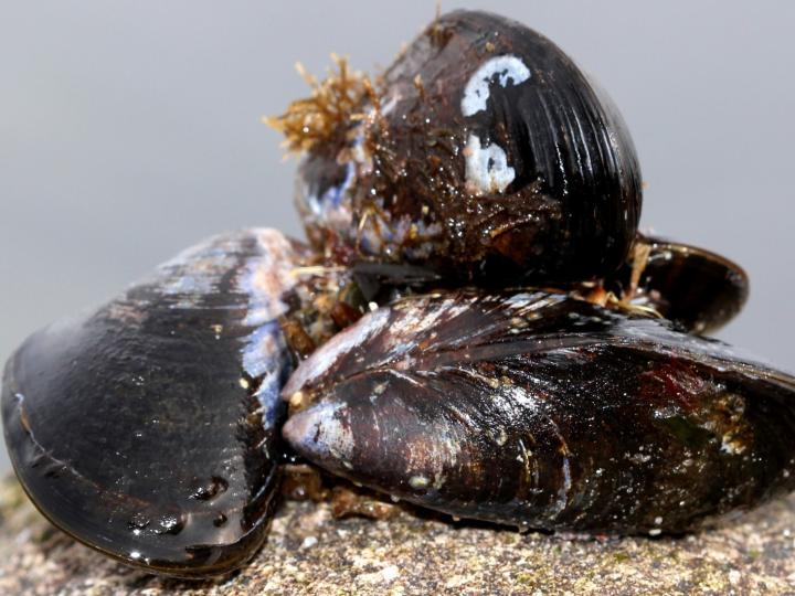 Dampede blåmuslinger